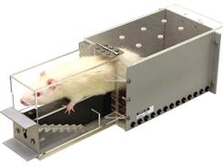 Lafayette Staircase for Rats